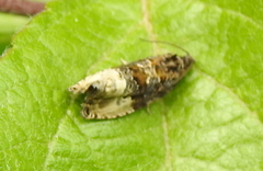 Notocelia trimaculana