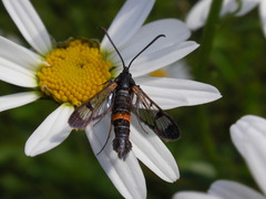 Synanthedon culiciformis