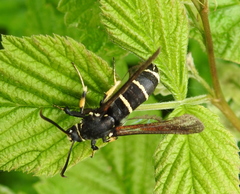 Paranthrene tabaniformis