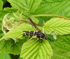 Paranthrene tabaniformis