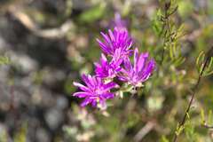 Lampranthus elegans