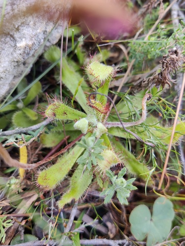 Erics Sundew (Drosera ericgreenii)
