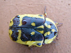 Pachnoda fissipunctum