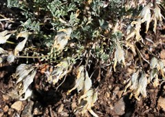 Astragalus depauperatus
