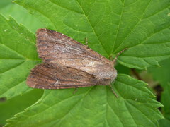 Apamea lateritia