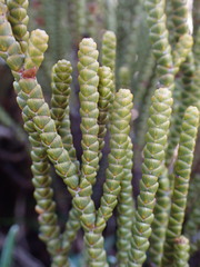 Veronica poppelwellii