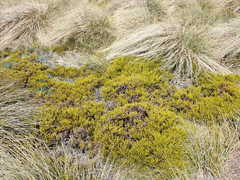 Veronica poppelwellii