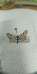 Eupithecia linariata