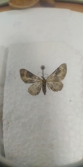Eupithecia linariata