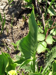 Zantedeschia albomaculata image