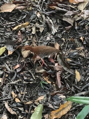 Rallina fasciata