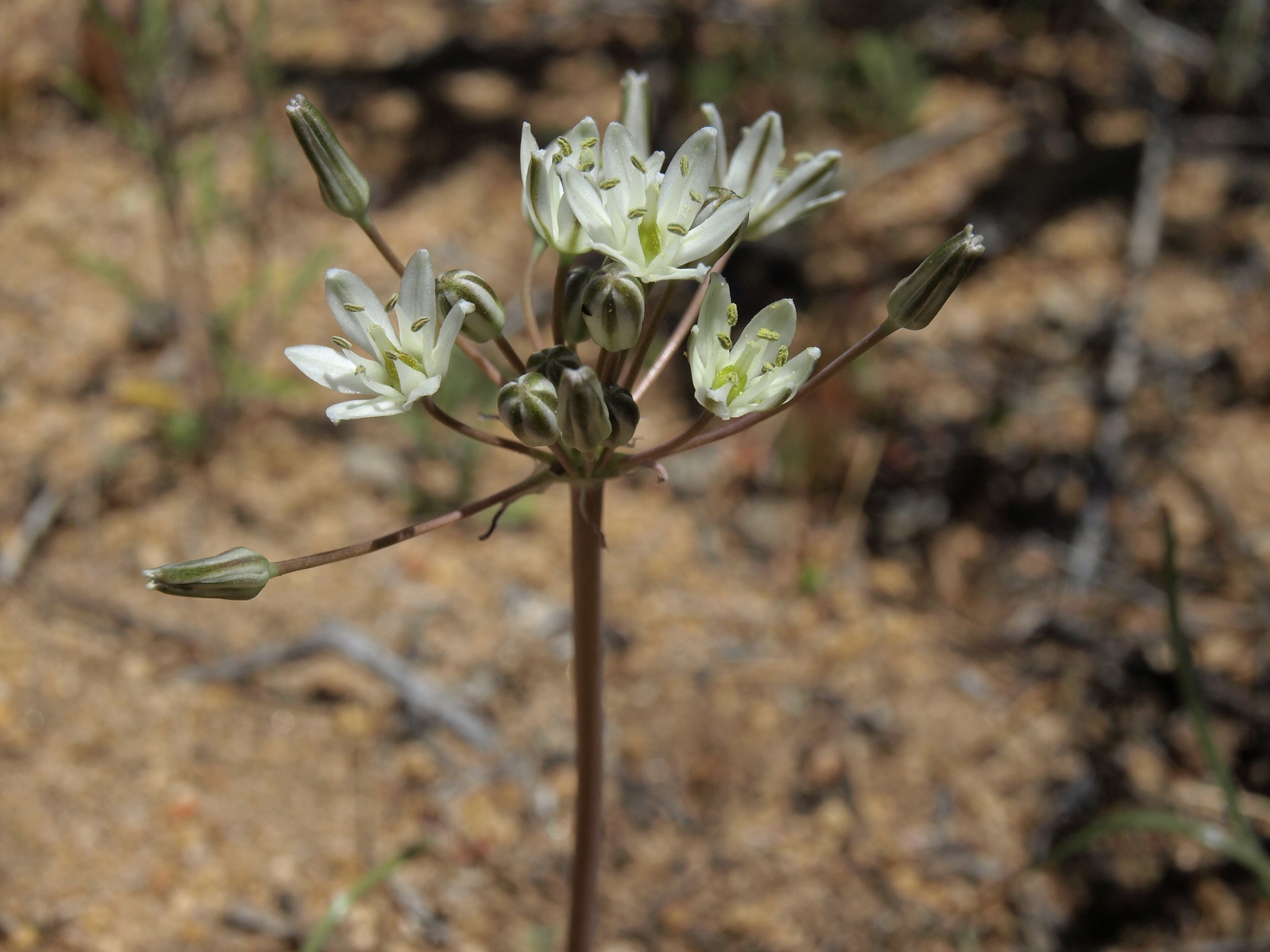 Muilla transmontana
