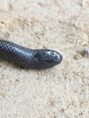 Atractaspis bibronii