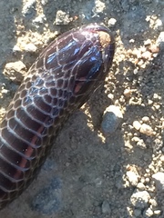 Atractaspis bibronii