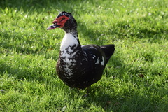 Cairina moschata domestica