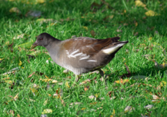 Gallinula chloropus