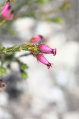 Erica cristata