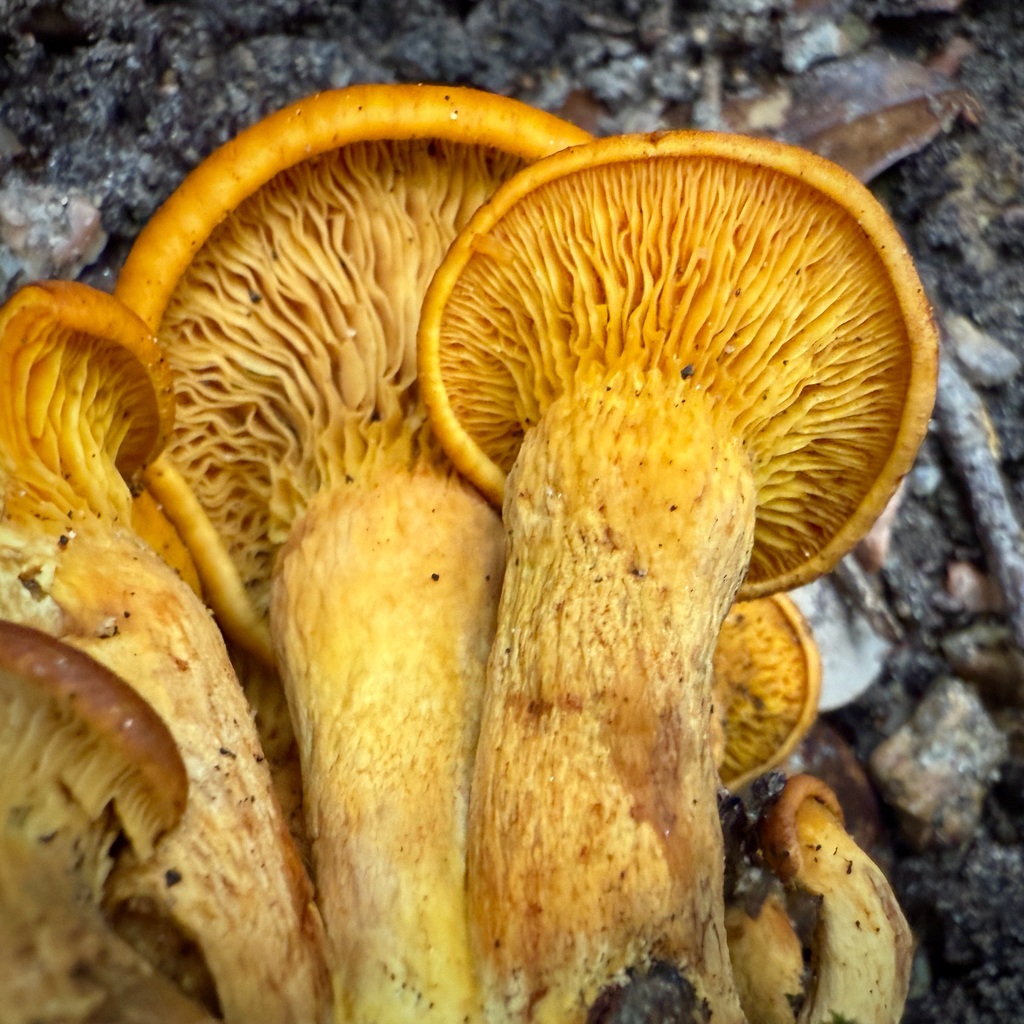 Omphalotus subilludens · December 2025 · photo: © thymetofish (iNaturalist, cc-by)
