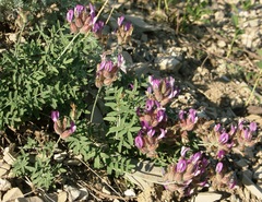 Astragalus medius