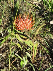 Leucospermum gerrardii image