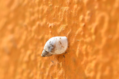Succinea luteola