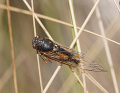Yoyetta fluviatilis