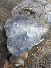 Salpida