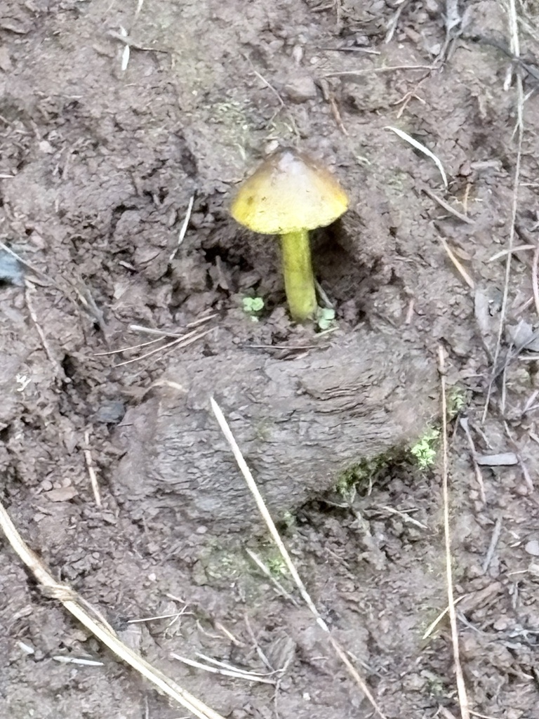 Hygrocybe singeri · December 2025 · photo: © eeconte (iNaturalist, cc-by-nc)