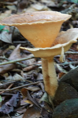 Pleurotus tuber-regium