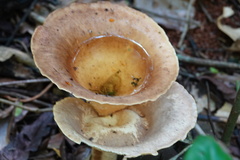 Pleurotus tuber-regium