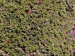 Veronica chionohebe