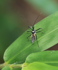 Sphedanolestes