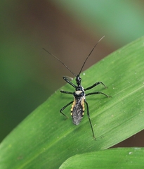 Sphedanolestes