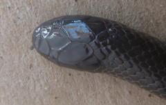 Atractaspis bibronii