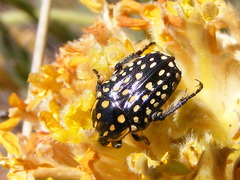 Oxythyrea testaceoguttata