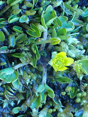 Ranunculus maculatus