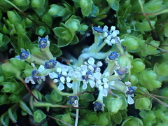 Anisotome imbricata prostrata