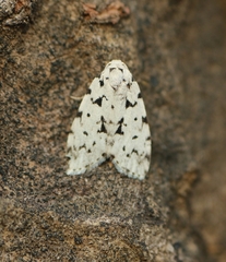 Aemene taprobanis