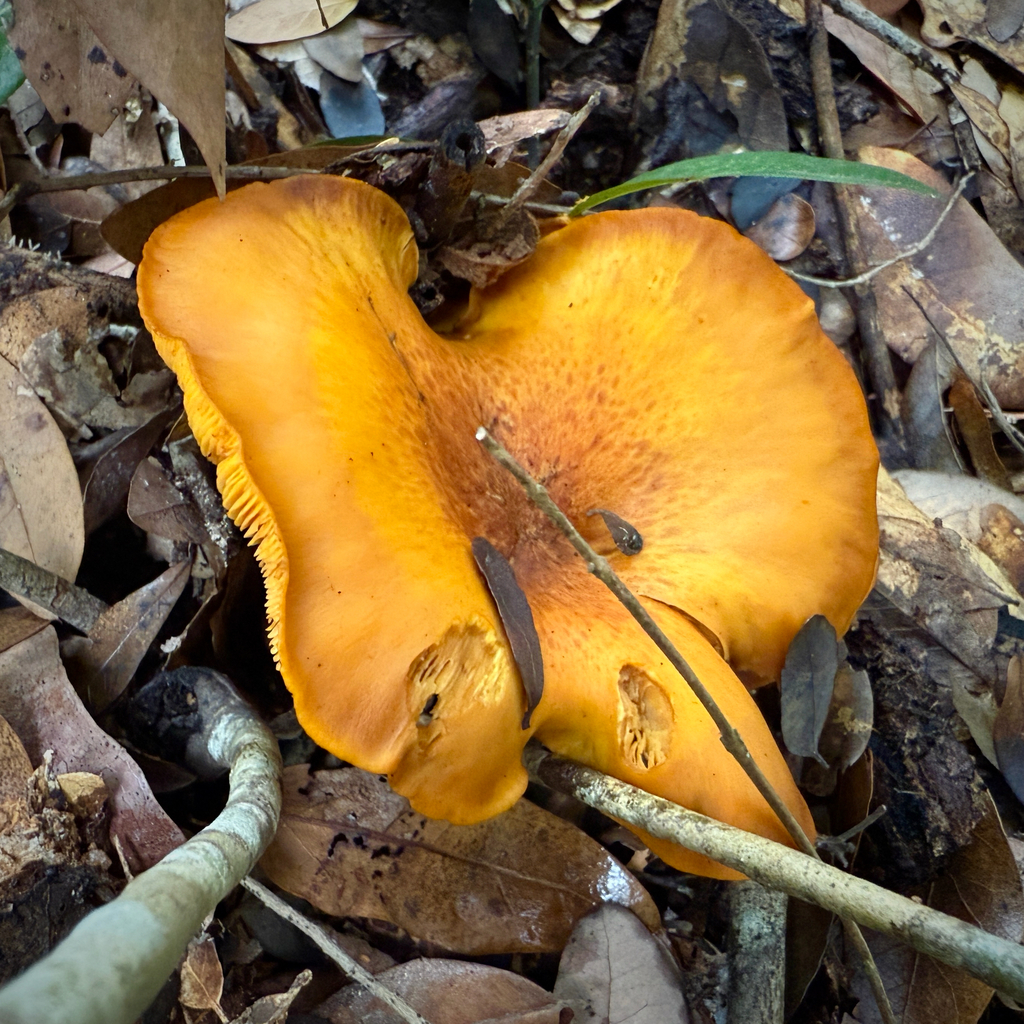 Omphalotus subilludens · December 2025 · photo: © thymetofish (iNaturalist, cc-by)