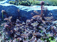 Acaena saccaticupula