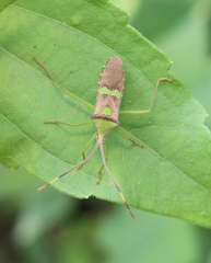 Prismatocerus signatus