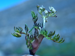 Anisotome imbricata prostrata
