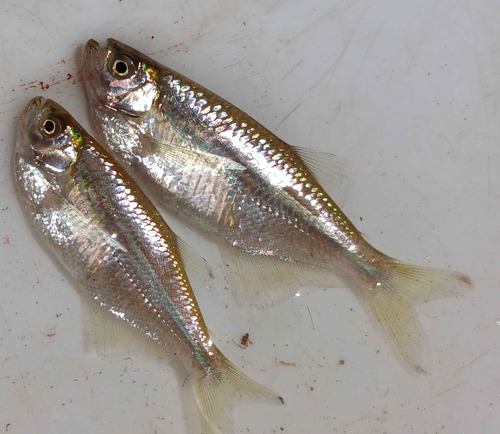 Dragonfin tetra (Pseudocorynopoma doriae) — Characidae