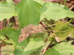 Caprona ransonnettii