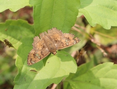 Caprona ransonnettii