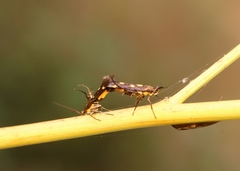 Eretmocera