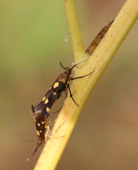 Eretmocera