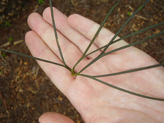 Macrozamia stenomera