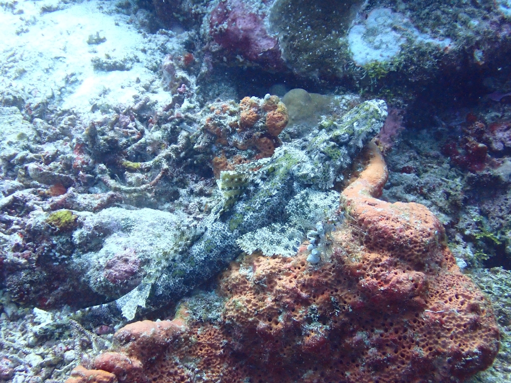Crocodile fish
