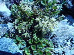 Anisotome flexuosa